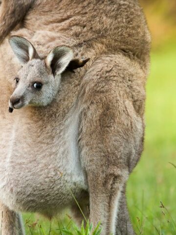 Kangaroo Reproduction