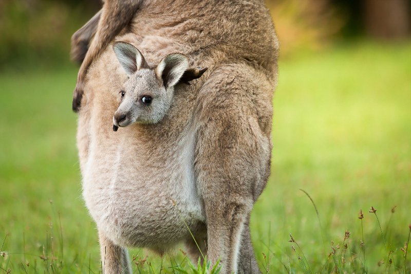 Closeup of Baby kangaroo and mom