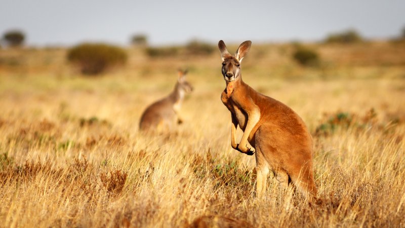 Kangaroo looking at the camera