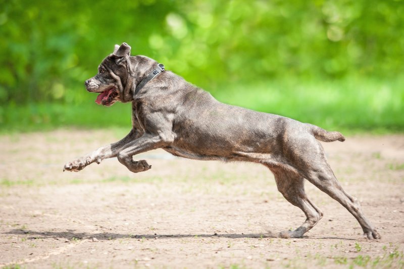 Cane corso dog running
