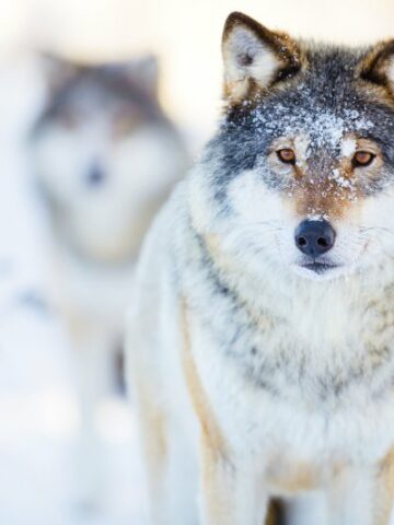 Discover the Untamed Beauty of the Wolf Habitat: A Guide to Appreciating these Majestic Creatures
