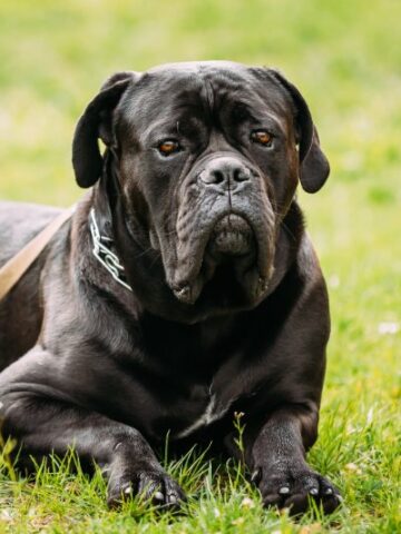 Italian Bull Mastiff