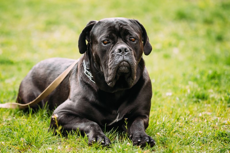 Cane Corso Dog Sit On Green Grass Outdoors