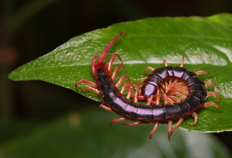 Centipede on the leaf