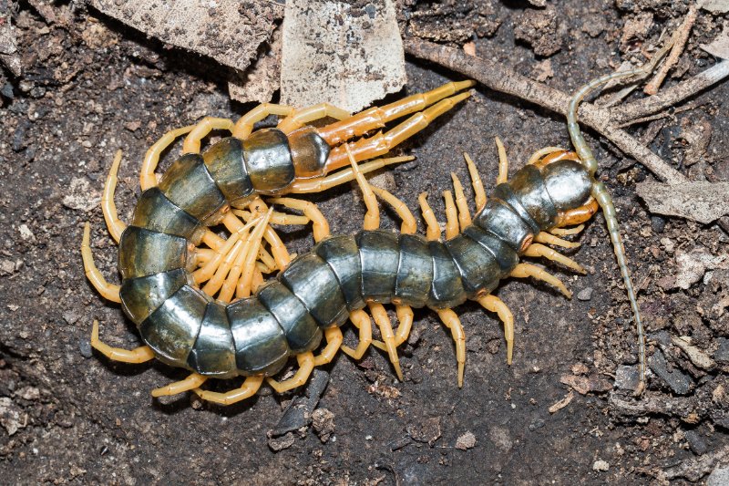 Centipede species on the ground