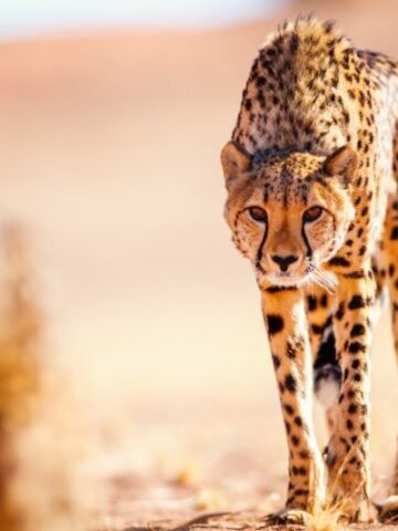 Why Are Cheetahs Endangered