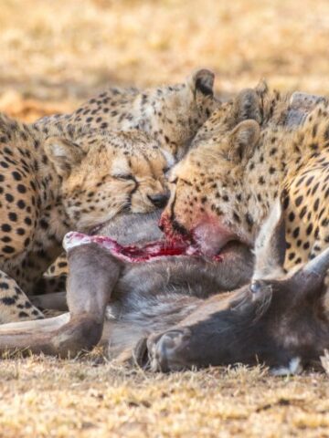 Exploring the Dietary Preferences of Cheetahs: What Do They Eat?