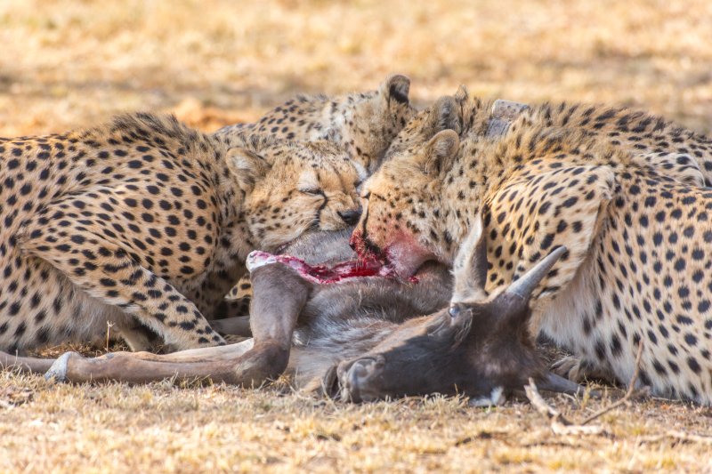 Cheetahs eating the prey