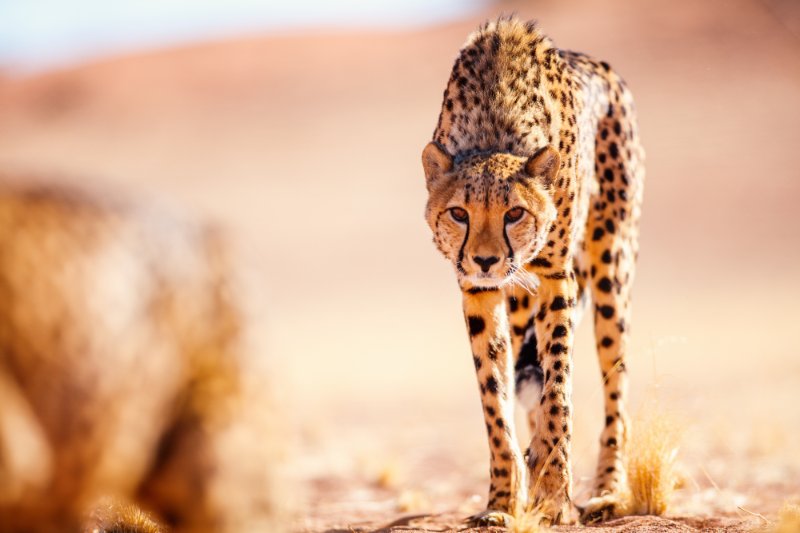 Closeup of Cheetah