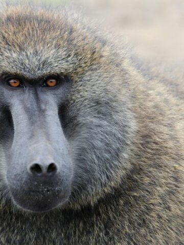 10 Fascinating Baboon Facts You Need to Know