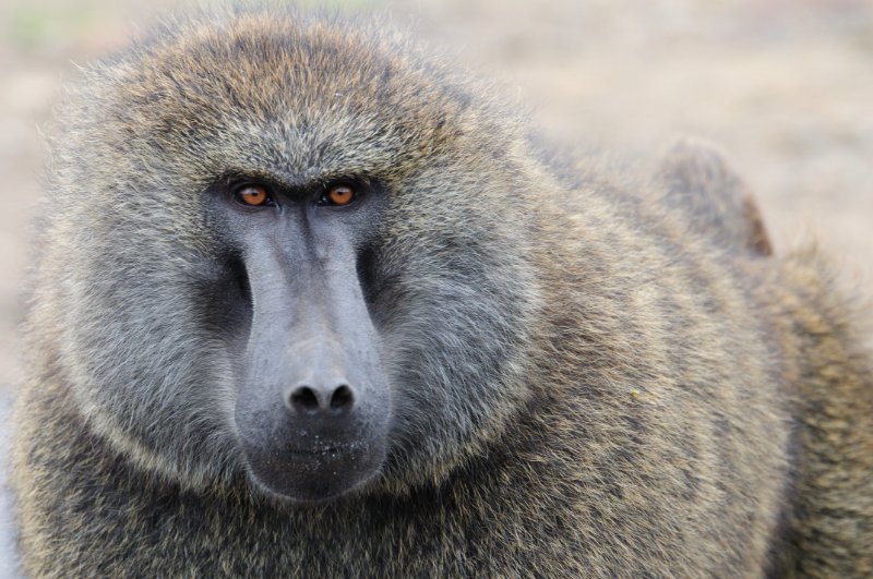 Closeup of Baboon