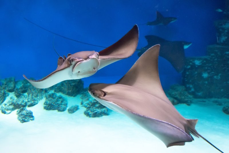 Two stingray on blue sea