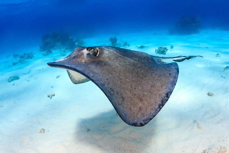 Closeup of Stingrays