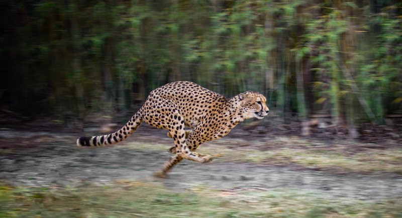 Running cheetah view