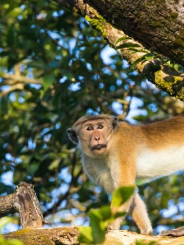 Discover the Different Types of Monkeys: A Guide to Monkey Species