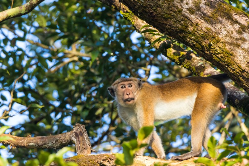 monkey on a tree.