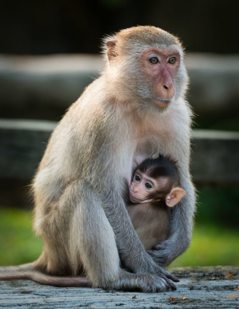 Mother monkey holding a baby