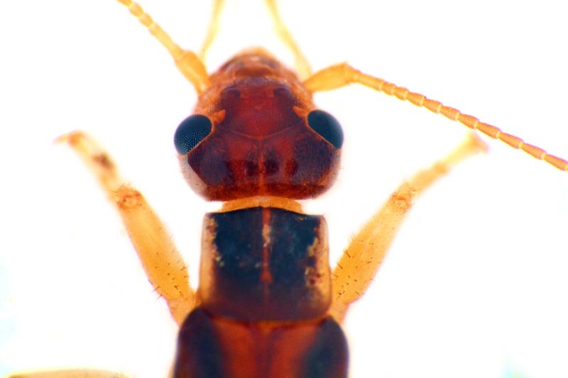 Closeup of Pincher bug