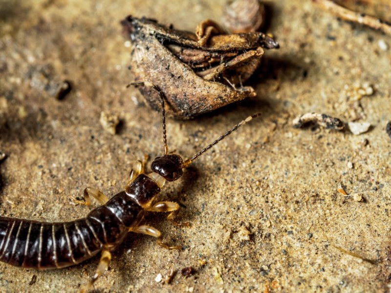 Closeup shot of Pincher Bug