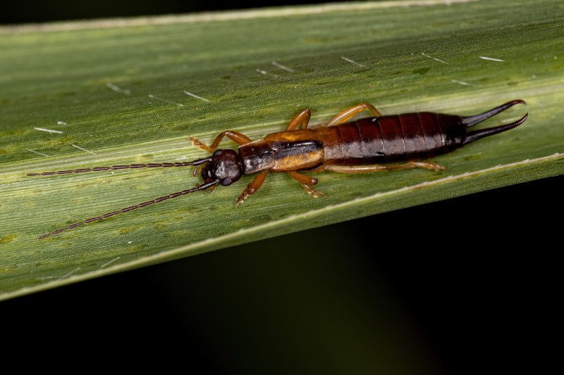 Pincher bug on leaf 