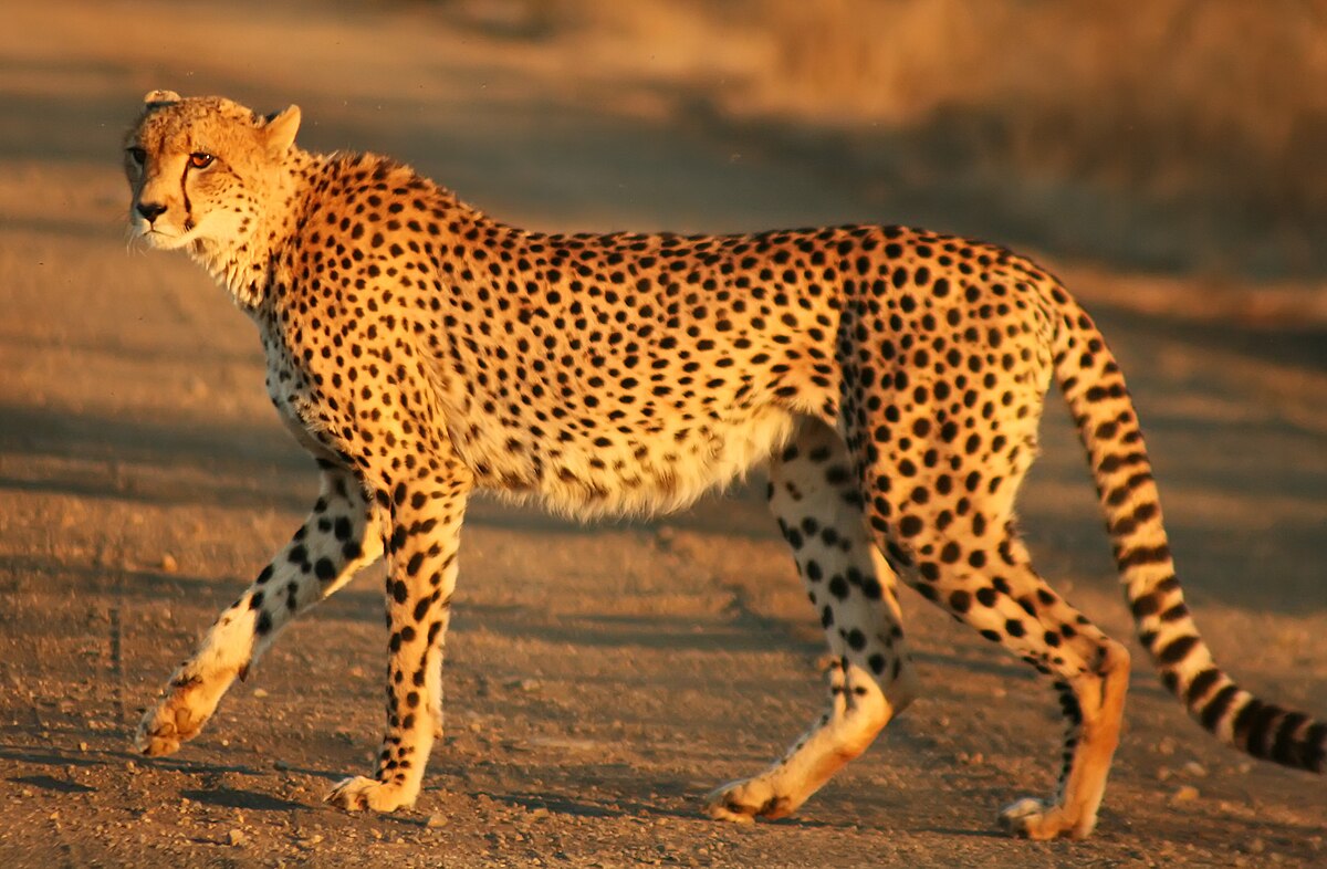 Close view of a cheetah