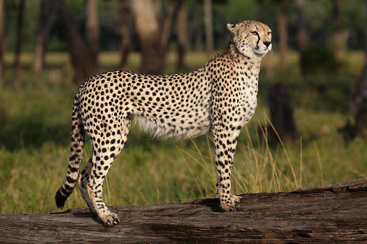 Cheetah, Masai Mara