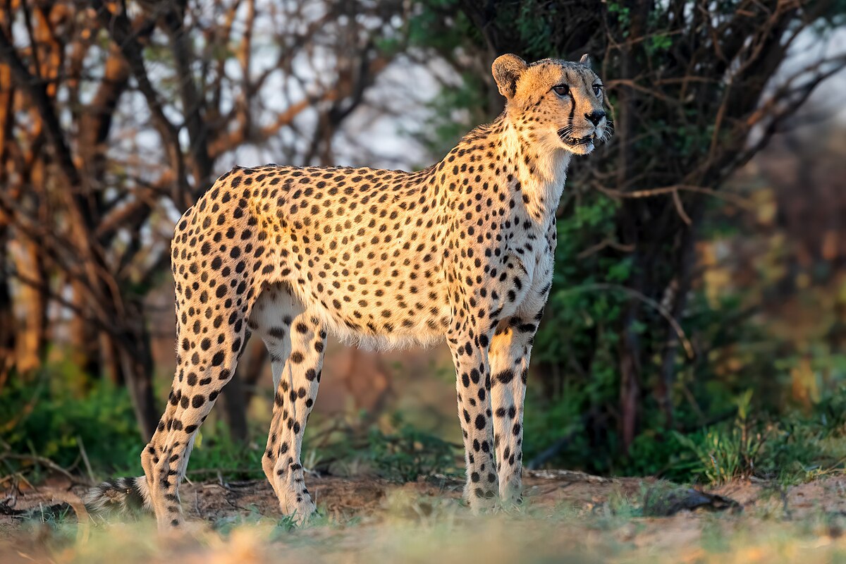 Cheetah at Working with Wildlife, South Africa