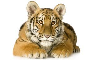 facts_about_tigers-2779575