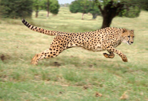 why_are_cheetahs_endangered-8782783