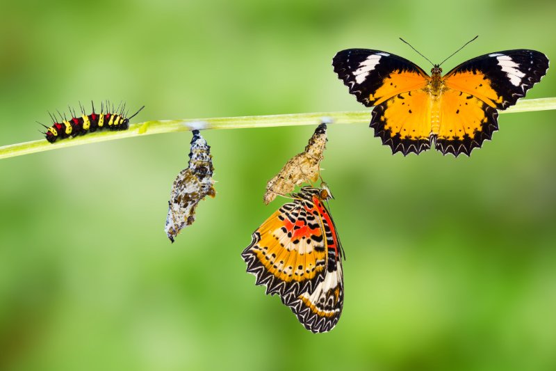 butterfly , caterpillar, pupa and emerging with clipping path
