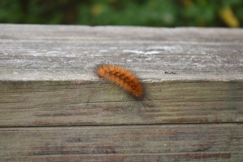 Closeup of Fuzzy Caterpillars