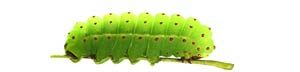 green_caterpillars-5475888