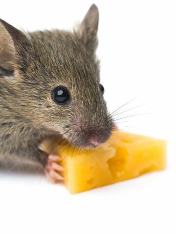What Do Mice Eat