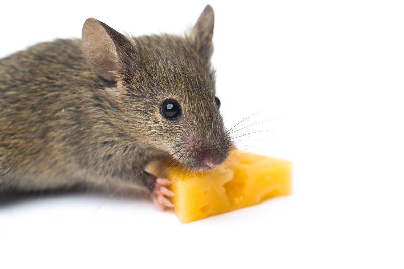 Gray mouse with a piece of cheese