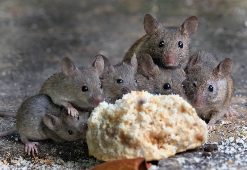 Mice eating food closeup view 
