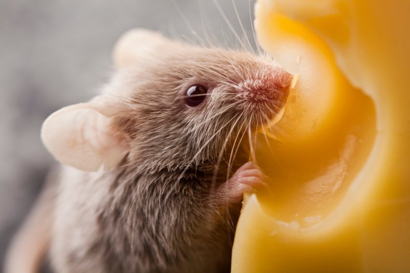 Mice eating cheese
