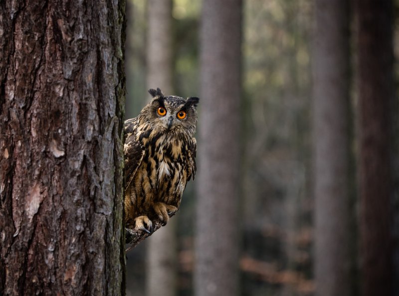 Owl looking at the camera