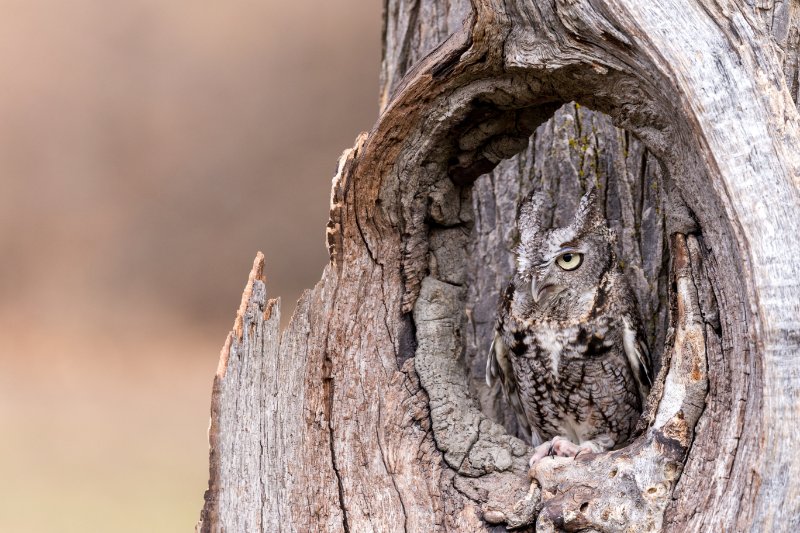 owl camouflaged in a tree trunk