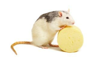 what_do_mice_eat-8454669