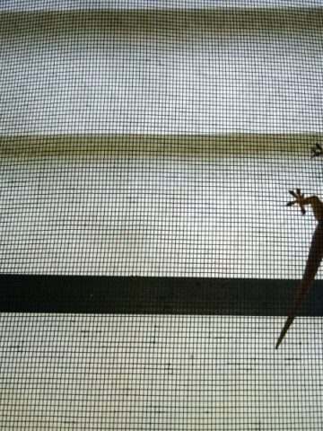 Lizard Repellent: Keeping Your Home Lizard-Free with Effective Solutions