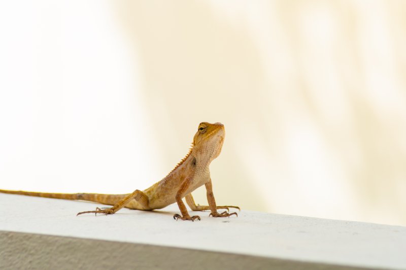Lizard on railing