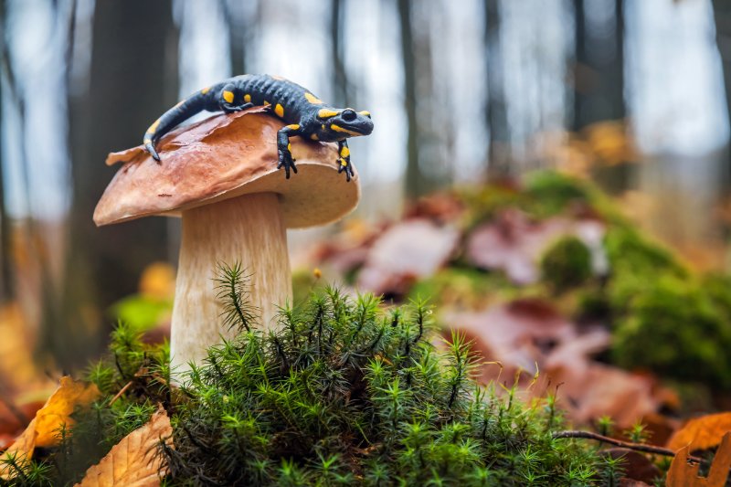 Spotted fire salamander sitting on cep mushroom.