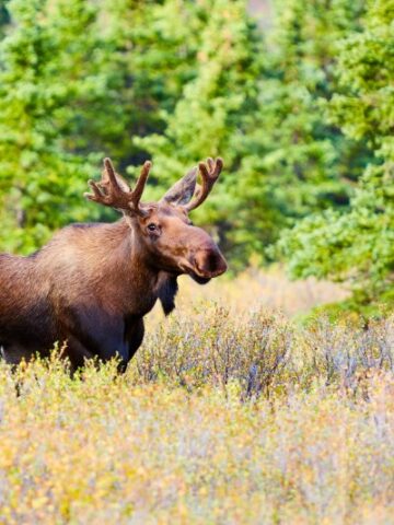 The Great Wilderness: Exploring the Majestic Moose Habitat
