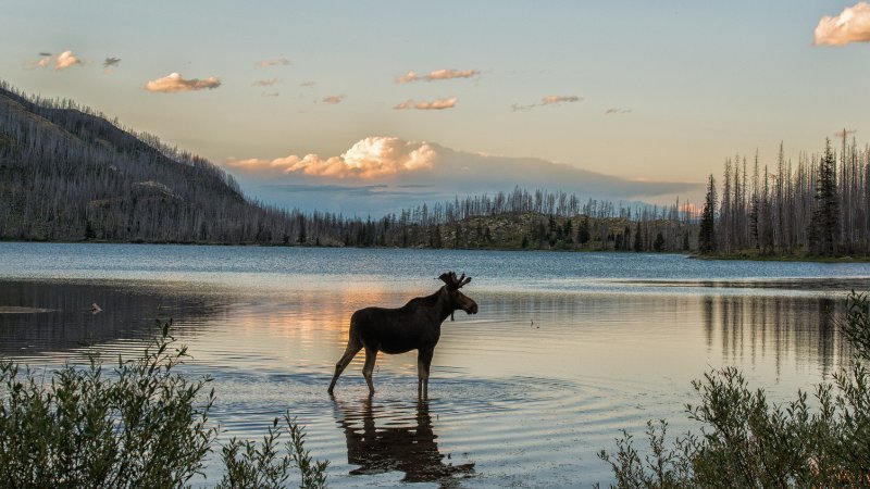 Moose standing in lake at dusk
