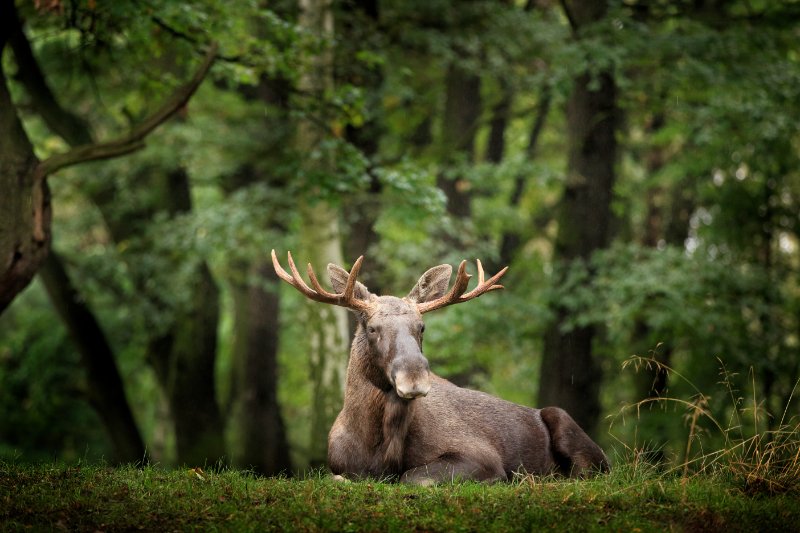 Moose or Eurasian elk, sitting over a grass