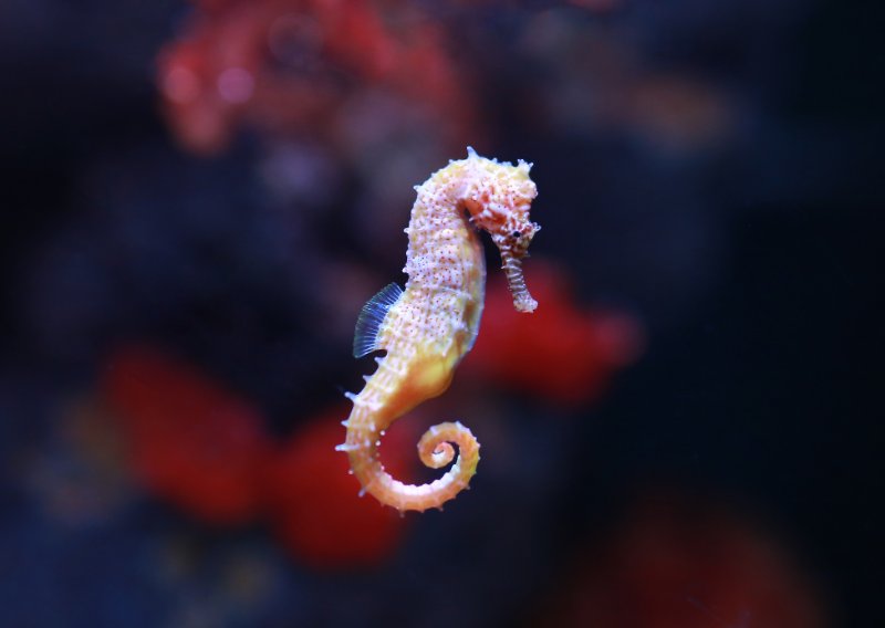Closeup view of Seahorse