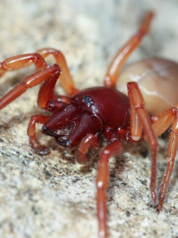 Unveiling the Mysteries of the Fascinating Woodlouse Spider