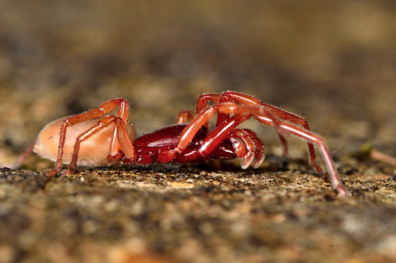 Closeup of Woodlouse Spider