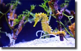 freshwater_seahorse2-7587657