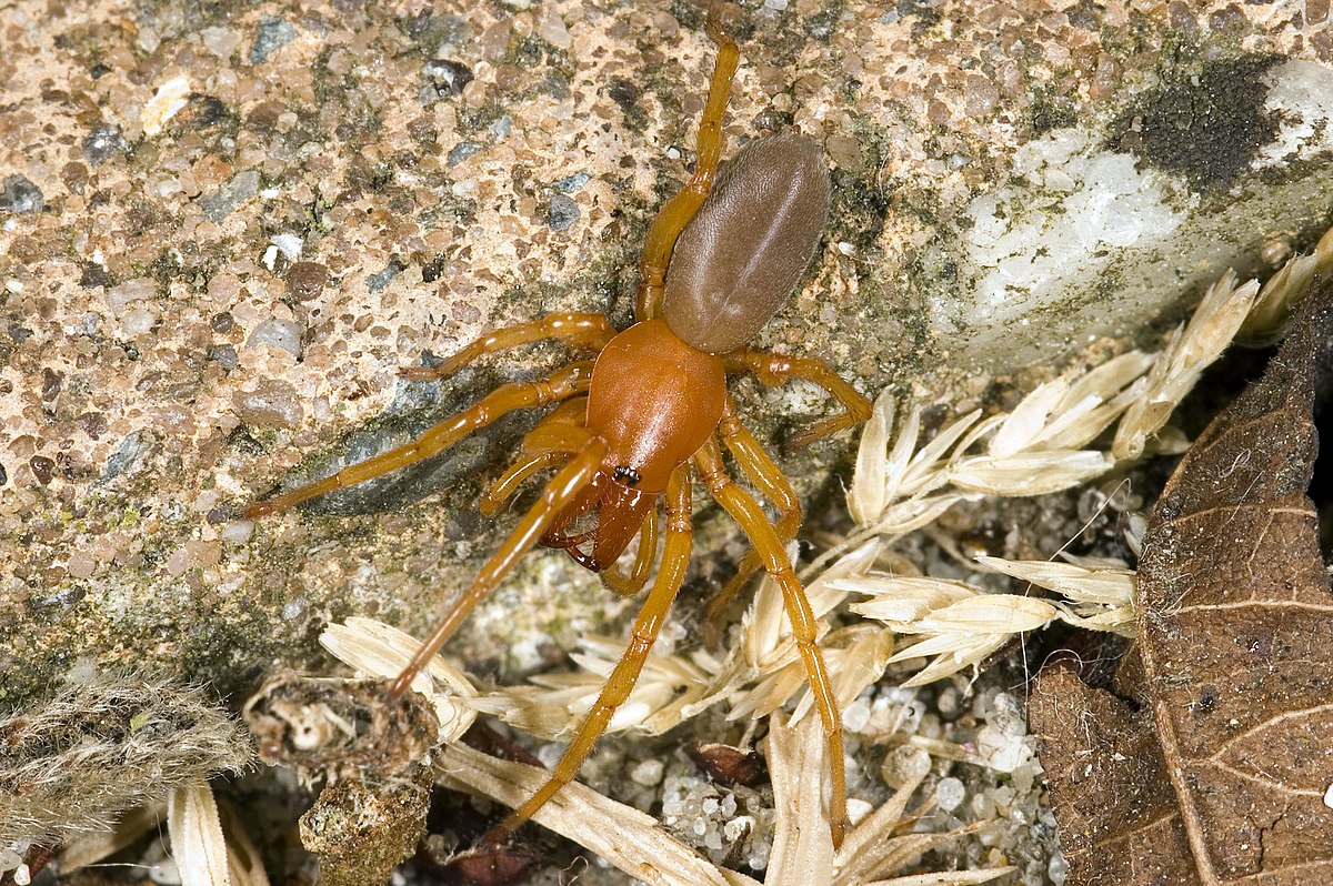 Woodlouse spider (Dysdera crocata).